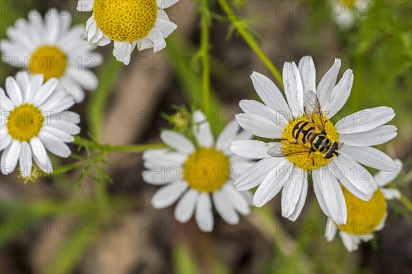 Deadhead hoverfly