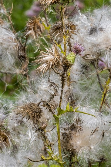 Seeds and seedheads