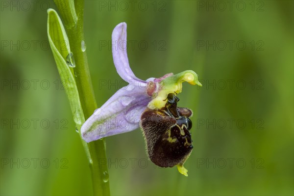 Late spider orchid