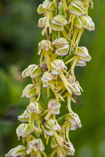 Man orchid