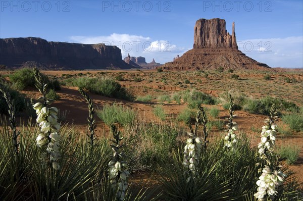 Soapweed yucca