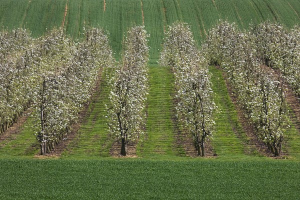 Orchard with pear