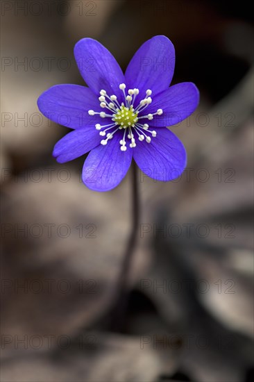 Common hepatica