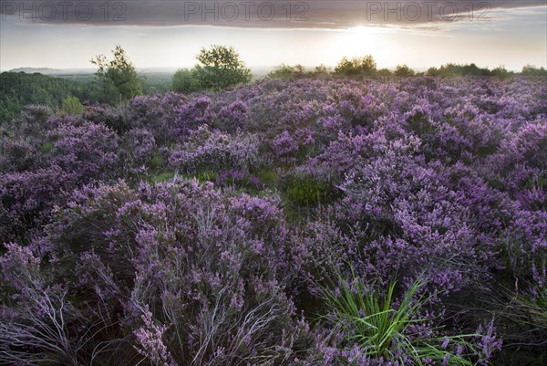 Heather flowering in heathland at the Hoge Kempen National Park