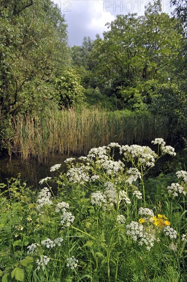 Cow Parsley