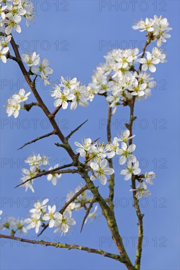 Blackthorn