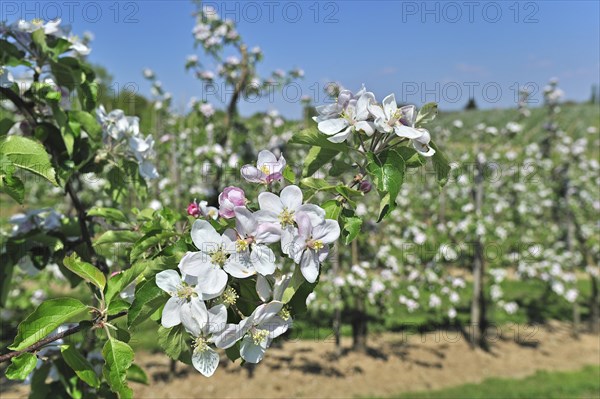 Half-standard apple tree