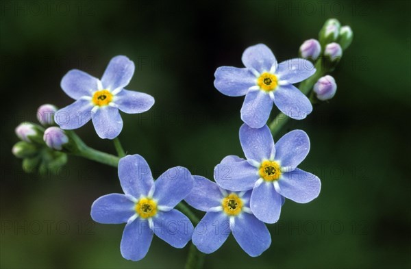 Water Forget-me-not