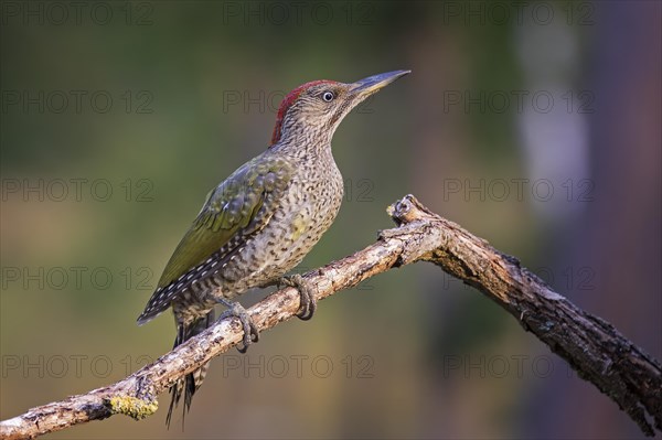 European green woodpecker