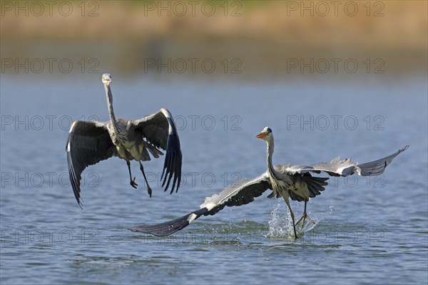 Two grey herons