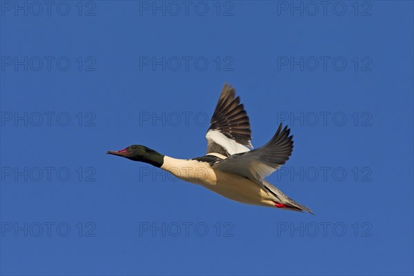 Goosander