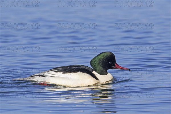 Common merganser