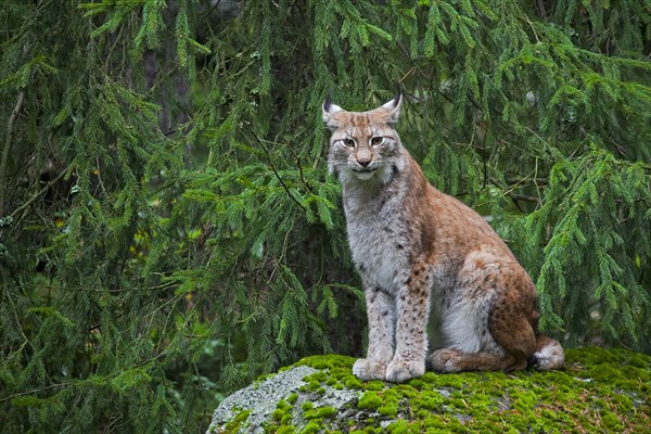 Eurasian lynx