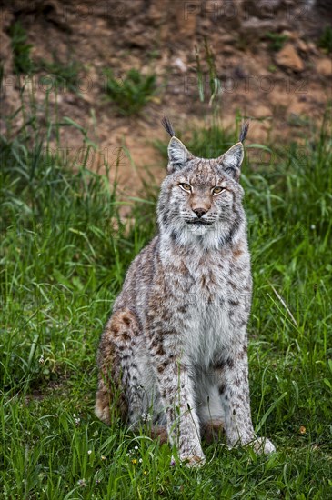 Eurasian lynx