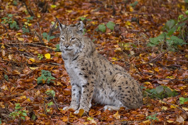 Eurasian lynx