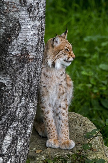 Eurasian lynx