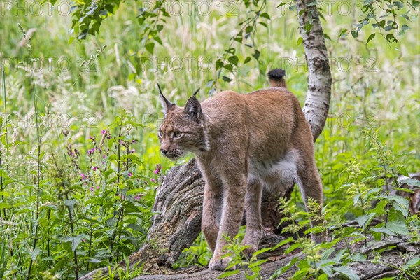 Young Eurasian lynx