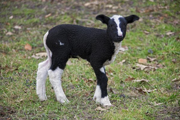 Domestic sheep