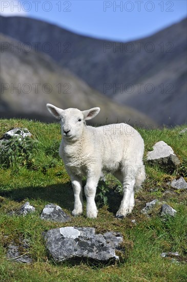 Cheviot sheep