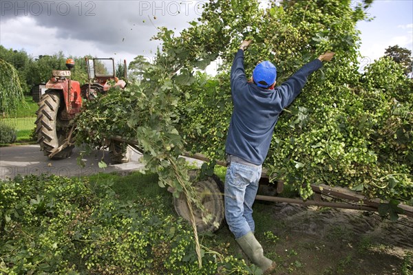 Harvesting of hops