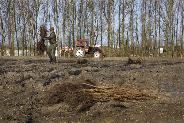 Tractor on field and man carrying faggot of wood planting trees in ploughed soil in spring