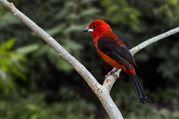 Brazilian tanager