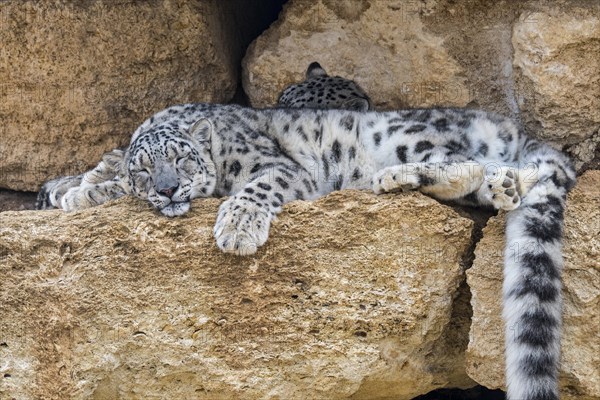 Snow leopard