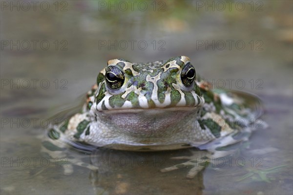 European Green Toad