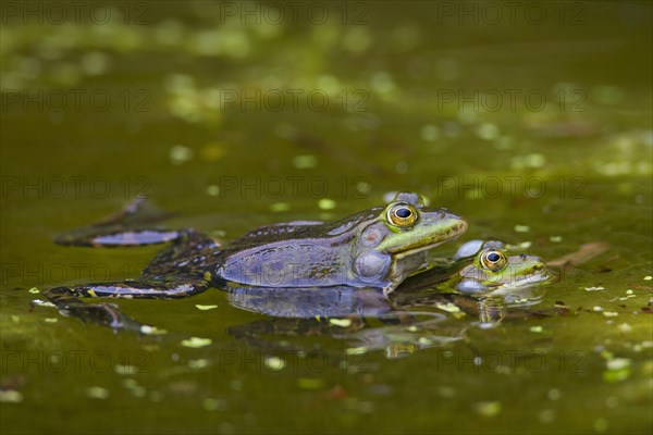 European edible frogs