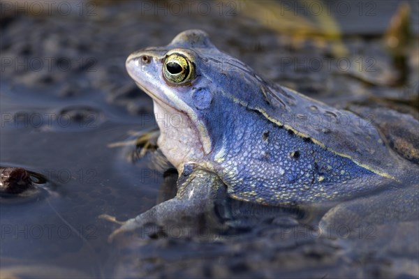 Moor Frog