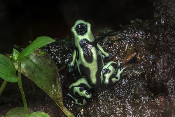 Green-and-black poison dart frog