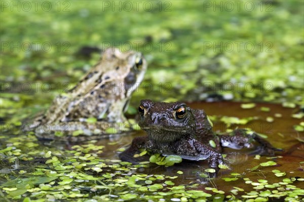 Juvenile common toad