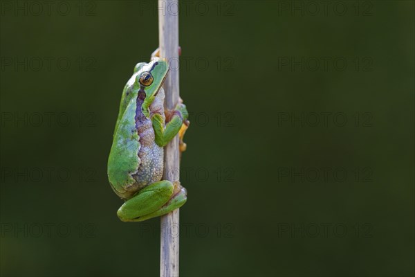 European tree frog