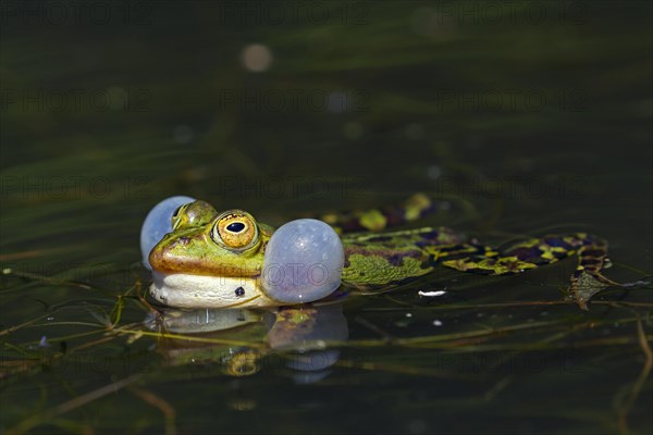 Edible frog