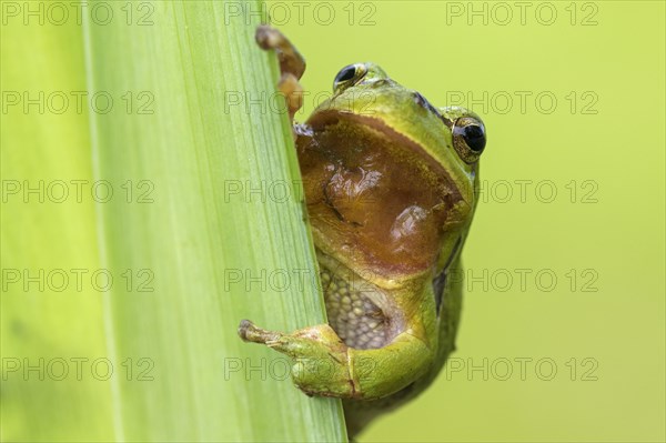 European tree frog