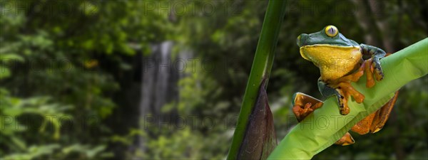 Splendid leaf frog