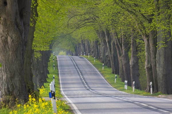 Empty road lined with silver linden