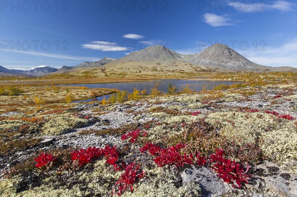 Alpine bearberry and reindeer lichen on the tundra in autumn and the Stygghoin mountain range at Doraldalen