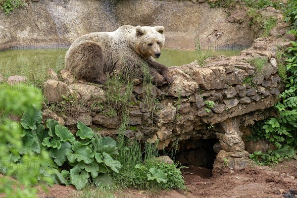 Brown bear in the bear sanctuary of Keterevo