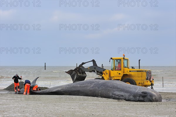 Stranded sperm whale