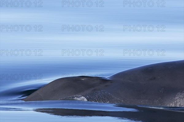 Blowhole of blue whale