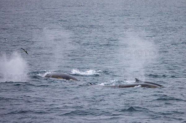 Fin whales