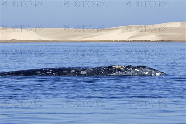 Pacific gray whale