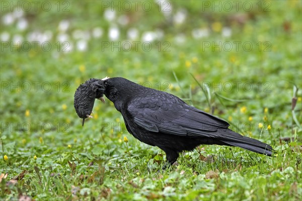 Carrion crow