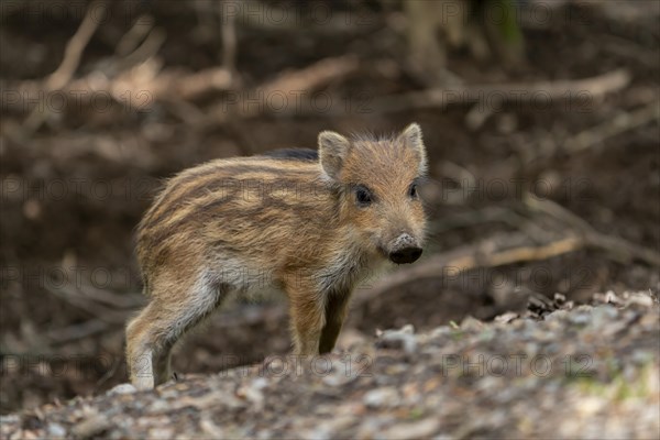 Wild boar