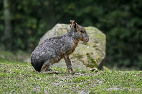 Patagonian mara