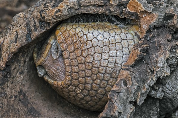 Southern three-banded armadillo