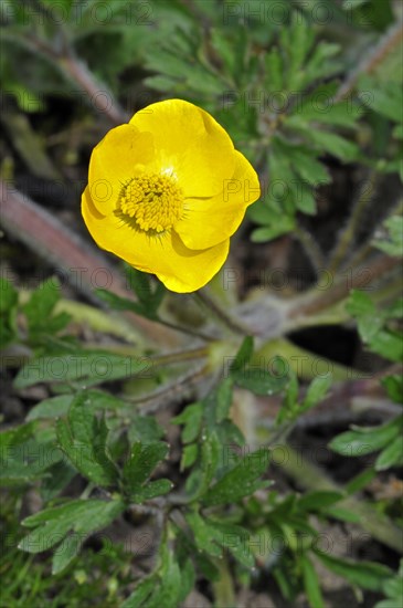 Bulbous buttercup