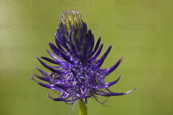 Round-headed rampion