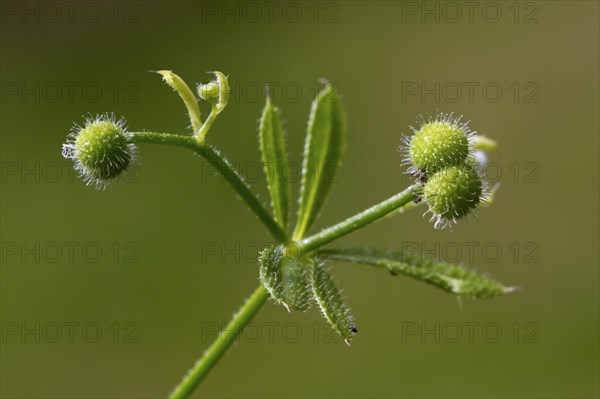 Cleavers